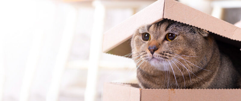 Chat s'adapte au déménagement dans nouvelle maison